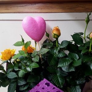 Meet your Posher, Susan